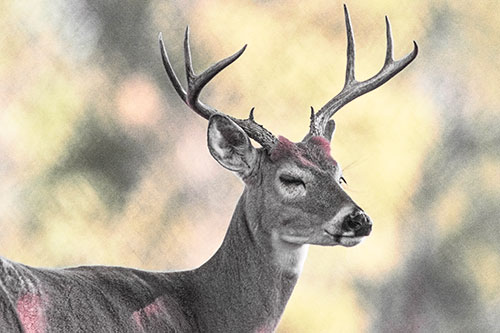 Sleepy White Tailed Deer Dreaming Among Trees (Red Tint)