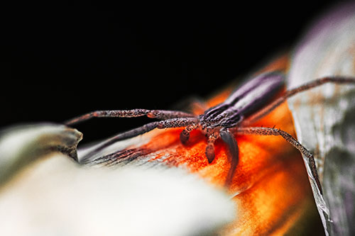 Slender Crab Spider Sprawled Out Among Plant (Red Tint)
