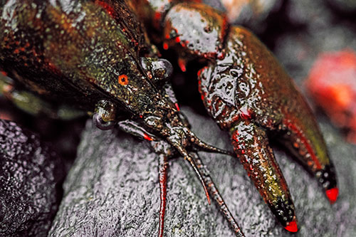 Slimy Crayfish Rests Claw Beside Head (Red Tint Photo)