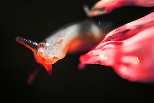 Slimy Marsh Slug Peeking Around Flower Petal (Red Tint Photo)