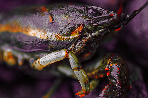 Slimy Wet Bulging Eyed Crayfish (Red Tint Photo)