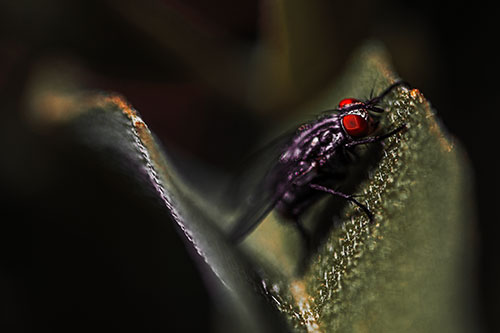 Sloping Cluster Fly Hangs Onto Leaf Petal (Red Tint)