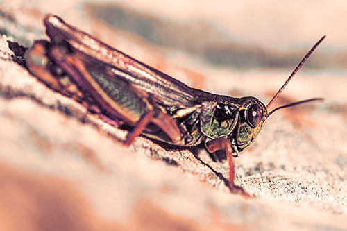 Sloping Grasshopper Enjoying Sunshine Among Tree Stump (Red Tint Photo)