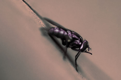 Sloping Perched Cluster Fly Cleaning Itself (Red Tint)