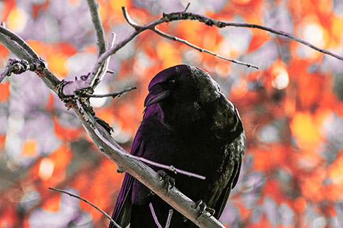 Sloping Perched Crow Glancing Downward Atop Tree Branch (Red Tint Photo)