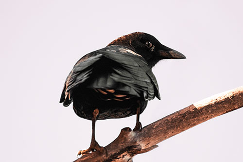 Sly Eyed Crow Glances Backward Among Tree Branch (Red Tint Photo)