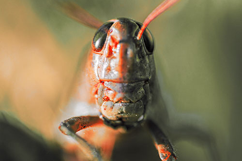 Smiling Grasshopper Enjoying Sunshine (Red Tint Photo)
