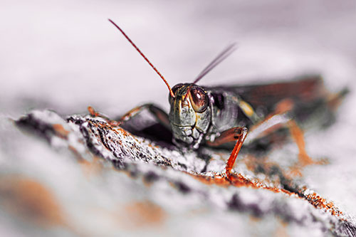 Smiling Grasshopper Grabbing Ahold Tree Stump (Red Tint Photo)