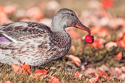 Smiling Mallard Duck Carries Cherry Across Grass (Red Tint)