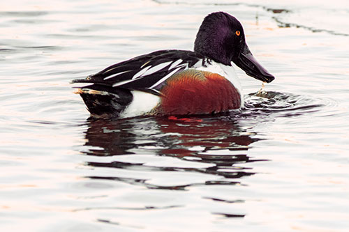 Smiling Northern Shoveler Duck Swimming Calm River Water (Red Tint Photo)