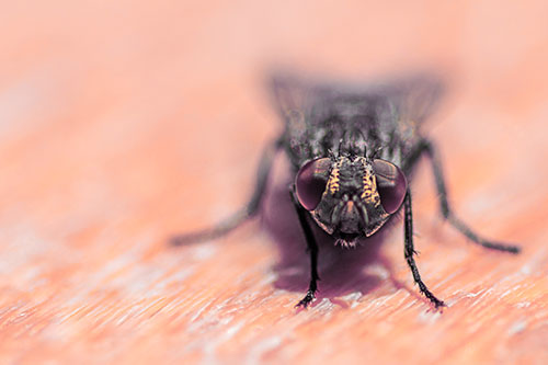 Smirking Open Mouthed Cluster Fly Watching Closely (Red Tint)