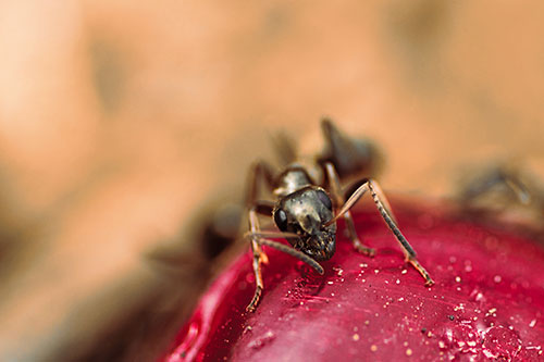Snarling Carpenter Ant Guarding Sugary Treat (Red Tint Photo)