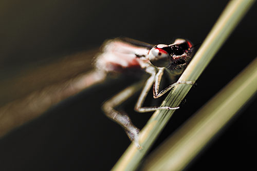 Snarling Damselfly Hangs Onto Grass Blade (Red Tint)