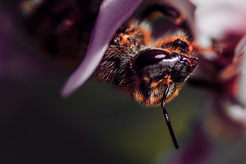 Snarling Honey Bee Clinging Flower Petal (Red Tint Photo)