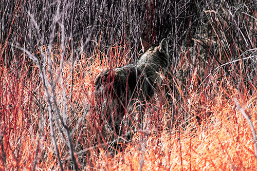 Sneaking Coyote Hunting Through Trees (Red Tint Photo)