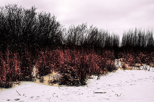 Snow Covered Tall Grass Surrounding Trees (Red Tint Photo)