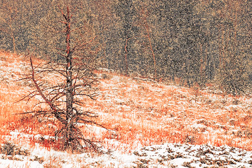 Snow Covers Dead Christmas Tree (Red Tint Photo)