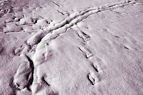 Snow Drifts Cover Footprint Trails (Red Tint Photo)