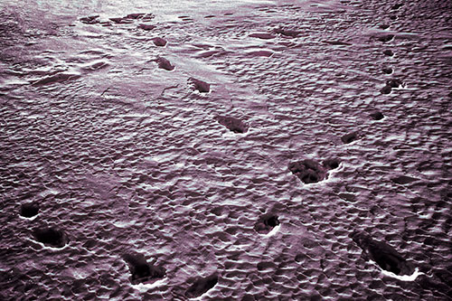 Snow Footprint Trails Crossing Paths (Red Tint Photo)