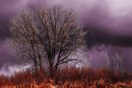 Snowstorm Clouds Beyond Dead Leafless Trees (Red Tint Photo)