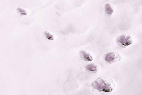 Snowy Animal Footprints Changing Direction (Red Tint Photo)