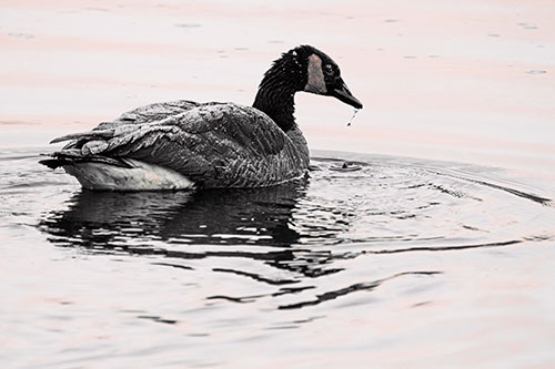 Snowy Canadian Goose Dripping Water Off Beak (Red Tint Photo)