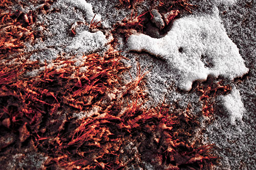 Snowy Grass Forming Demonic Horned Creature (Red Tint Photo)