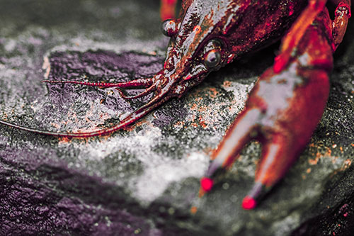 Soaked Crayfish Among Wet Shore Rock (Red Tint Photo)