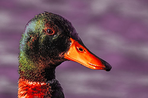 Soaked Male Mallard Duck Watching Among Lake (Red Tint)
