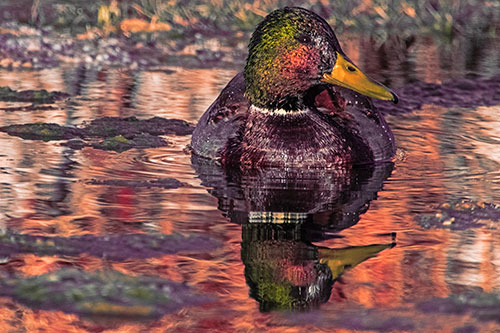 Soaked Mallard Duck Casts Pond Water Reflection (Red Tint Photo)