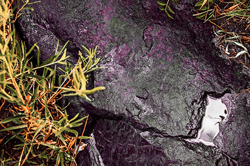 Soaked Puddle Mouthed Rock Face Among Plants (Red Tint Photo)