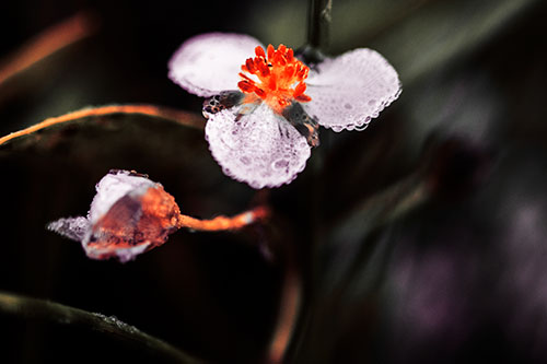 Soaking Wet Frogbit Flower Dew (Red Tint Photo)