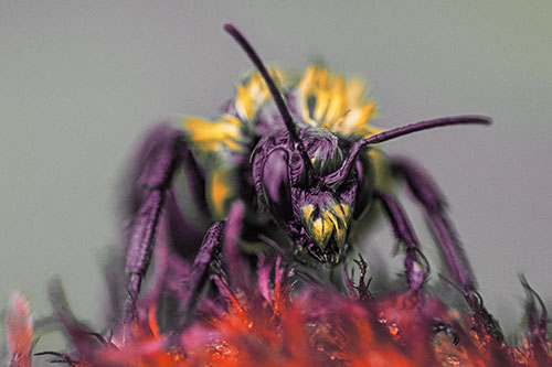 Soaking Wet Honey Bee Standing Atop Blanket Flower (Red Tint)