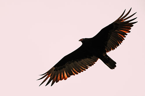 Soaring Turkey Vulture Flying Among Sky (Red Tint)