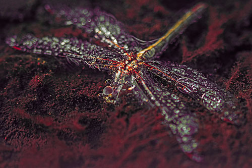 Soggy Dead Dragonfly Floating Atop Algae (Red Tint Photo)