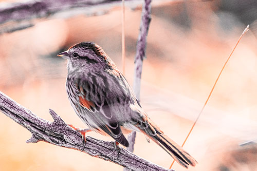 Song Sparrow Overlooking Water Pond (Red Tint Photo)