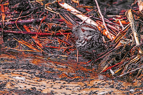 Song Sparrow Peeking Around Sticks (Red Tint Photo)