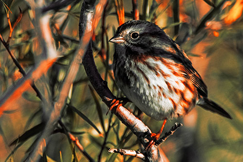 Song Sparrow Perched Along Curvy Tree Branch (Red Tint Photo)
