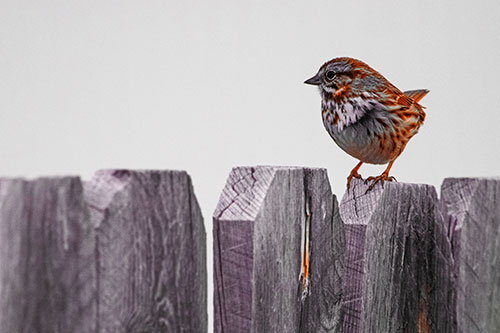 Song Sparrow Standing Atop Wooden Fence (Red Tint Photo)
