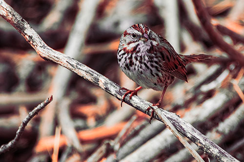Song Sparrow Surfing Broken Tree Branch (Red Tint Photo)