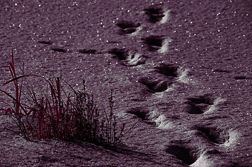 Sparkling Snow Footprints Across Frozen Lake (Red Tint Photo)