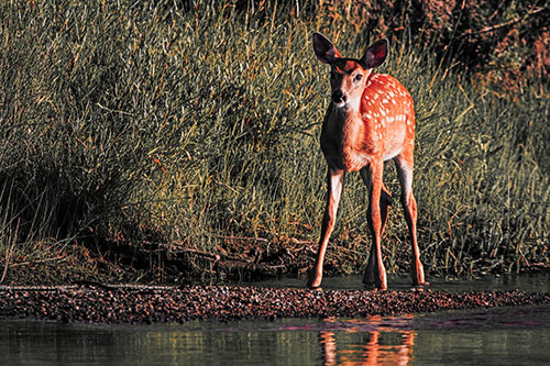 Spotted White Tailed Deer Standing Along River Shoreline (Red Tint Photo)