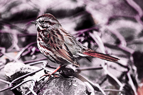 Squinting Song Sparrow Perched Atop Chain Link Fencing (Red Tint Photo)