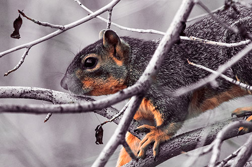 Squirrel Climbing Down From Tree Branches (Red Tint Photo)