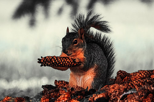 Squirrel Eating Pine Cones (Red Tint Photo)