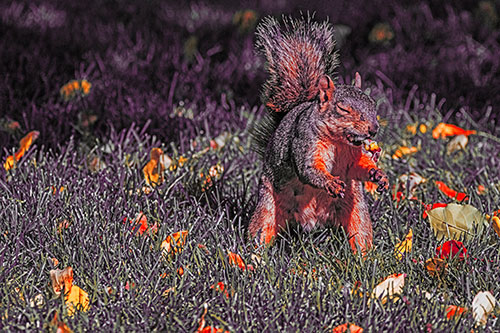 Squirrel Enjoying Breakfast Among Fallen Autumn Leaves (Red Tint)