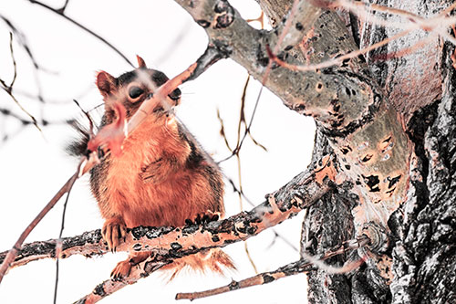 Squirrel Grabbing Chest Atop Two Tree Branches (Red Tint Photo)