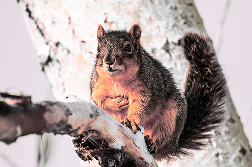 Squirrel Grasping Chest Atop Thick Tree Branch (Red Tint Photo)
