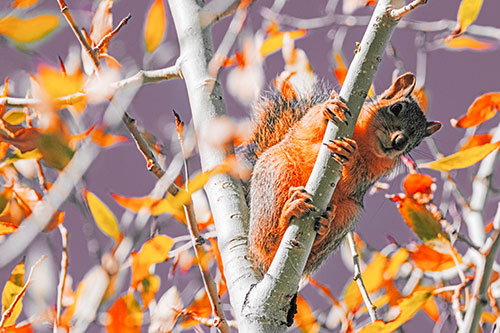 Squirrel Gripping Ahold Of Tree Branch (Red Tint)