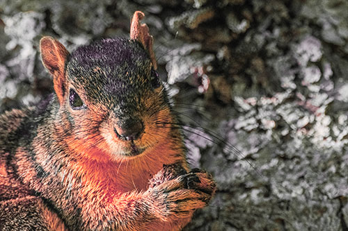 Squirrel Holding Food Atop Tree Branch (Red Tint)